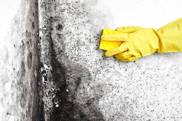 Best Basement Mold Removal  in Bixby, OK